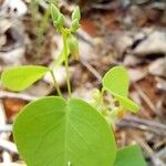 Oxalis suborbiculata Άλλα