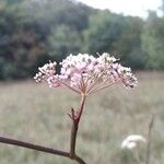 Seseli annuum Blüte