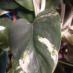 Epipremnum aureum Hoja