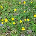 Ranunculus macrophyllusFlower