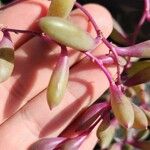 Crassothonna capensis Flower