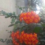 Rondeletia odorata Fleur