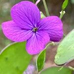 Lunaria annua Flower