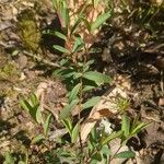 Hypericum hypericoides Листок