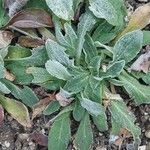 Silene noctiflora Leaf