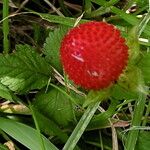 Fragaria vesca Fruit