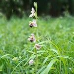 Ophrys apifera موطن