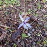 Caladenia catenata Blüte