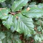 Fagus sylvaticaBlad