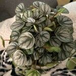 Peperomia albovittata Leaf