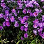 Symphyotrichum novae-angliae Bloem