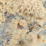 Pachycereus pringlei Fruit