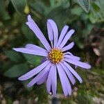 Aster amellusBloem