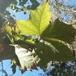 Platanus occidentalis Blad