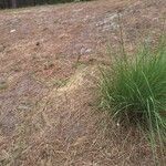 Eragrostis curvula 葉