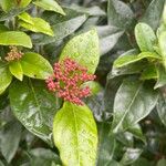 Viburnum rugosum Blüte