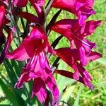 Gladiolus communis Blüte