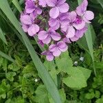 Lunaria annua Flor