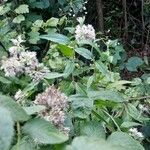 Eupatorium cannabinumLeaf