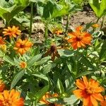 Zinnia angustifoliaFlower