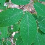 Lonicera xylosteum Leaf