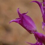 Allium acuminatum Fiore