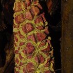 Sclerosperma mannii Blüte