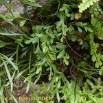 Asplenium x alternifolium その他の提案