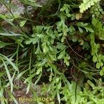 Asplenium x alternifolium Anders