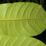 Conchocarpus nicaraguensis Blad