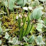 Chamorchis alpina Habitus