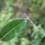 Xylopia richardii Leaf