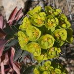 Euphorbia nicaeensis Blüte