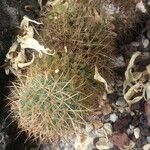 Mammillaria backebergiana Liść