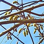 Wisteria floribunda Hábitos