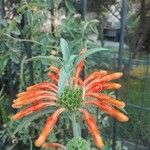 Leonotis leonurus Fleur