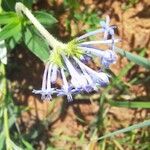 Pentanisia ouranogyne Квітка