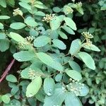 Spiraea trilobata Leaf