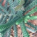 Araucaria muelleri Ліст