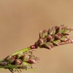 Carex ericetorum Плод