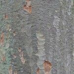 Zelkova carpinifolia Bark