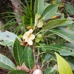 Guioa glauca Fruto