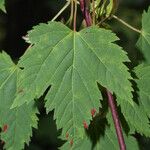 Acer glabrum Hoja