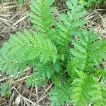 Tanacetum vulgareBlad