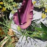 Dracunculus vulgaris Blomst