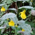 Impatiens noli-tangere花