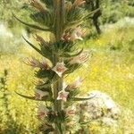 Echium boissieri Cvijet