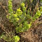 Biscutella auriculata Tervik taim