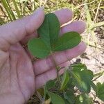 Crotalaria pallida Лист