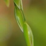 Milium effusum Flower